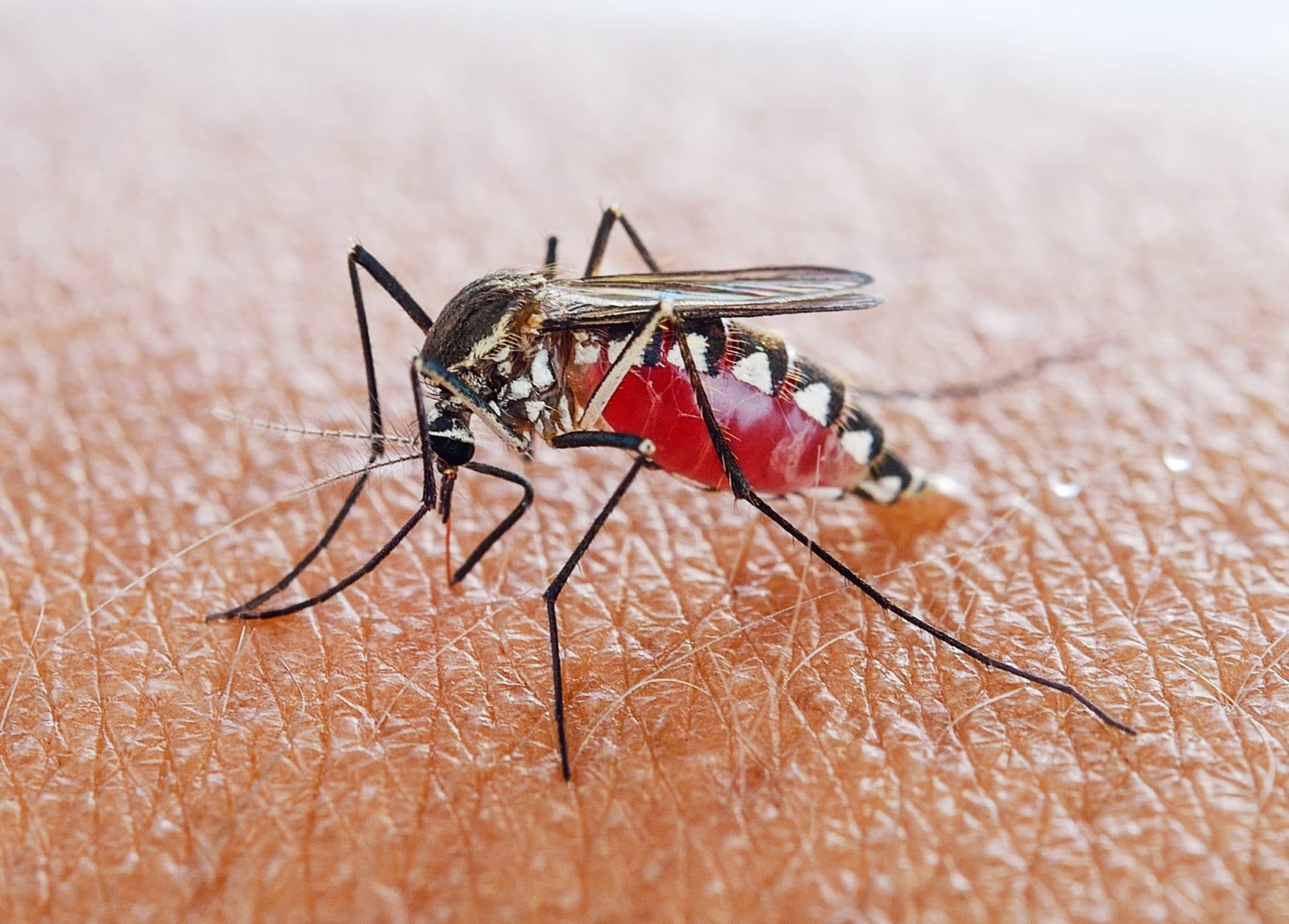 Летнее проклятье или как устранить зуд от укуса комара