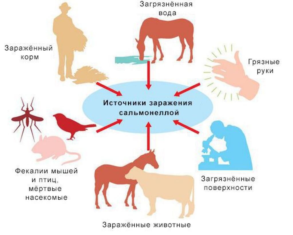 Сальмонеллез причины