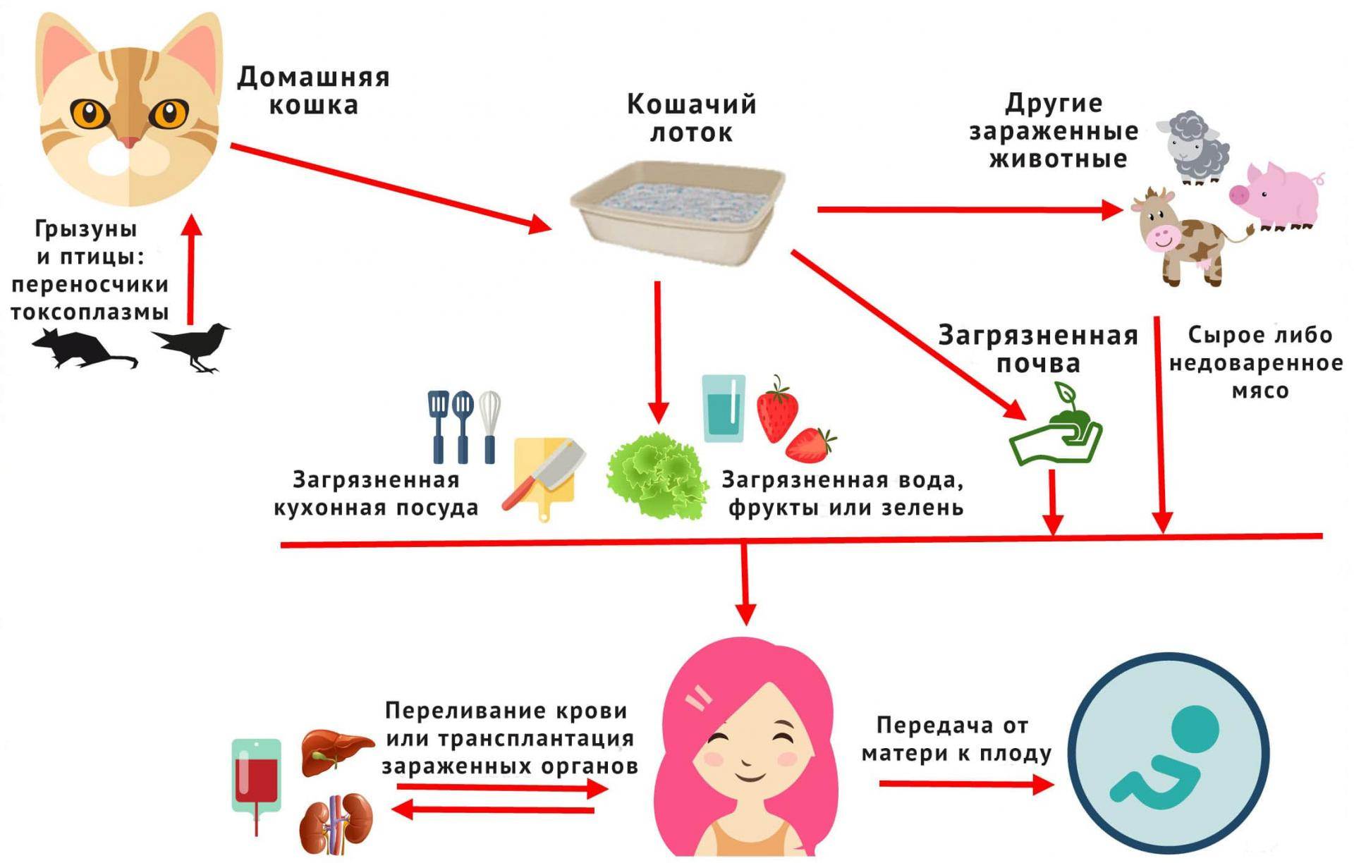 Токсоплазмоз от уличных кошек